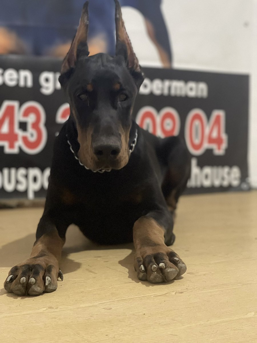DobermanHouse's tweet photo. @DobermanHouse #05433540904 #doberman_ska #DogsofTwittter #puppyp #dogsofinstagram #puppytraining #secerelidobermanyavruistanbul #puppylove #dobermansofintagram https://t.co/ERYnHZhlCq
