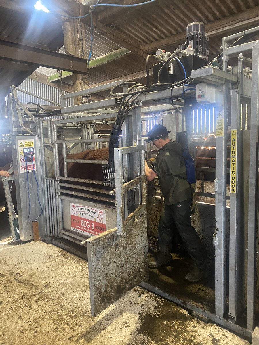 Good day today. 94 scanned with only 1 empty, all to calve in 9 week period #salercattlesociety