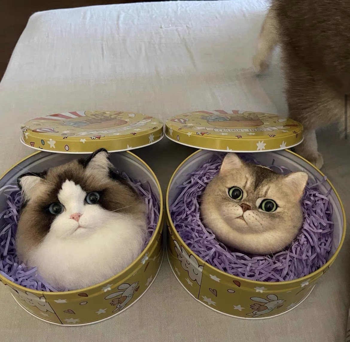 หนูนิดมีน้องเป็นโหล tweet media