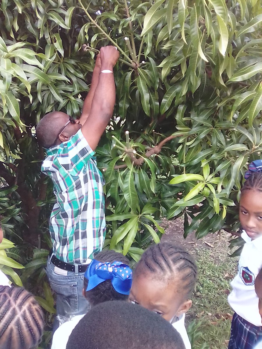 StAugustineMNI's tweet photo. Nothing beats going outside and getting your hands dirty! The Grade 3 students  enjoyed their agricultural lesson in grafting techniques with Agricultural Officer, Elvis Gerald. https://t.co/D3tzQjvzCk