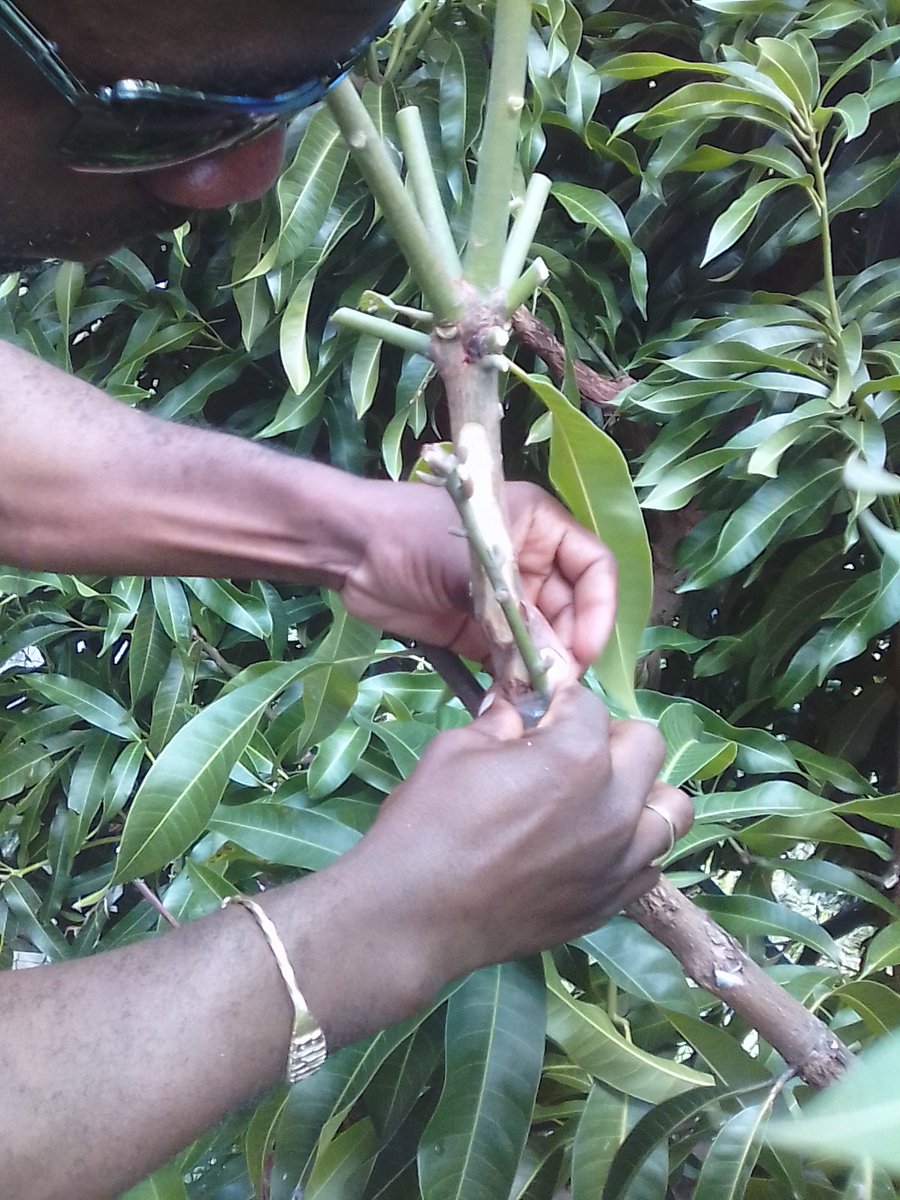 StAugustineMNI's tweet photo. Nothing beats going outside and getting your hands dirty! The Grade 3 students  enjoyed their agricultural lesson in grafting techniques with Agricultural Officer, Elvis Gerald. https://t.co/D3tzQjvzCk