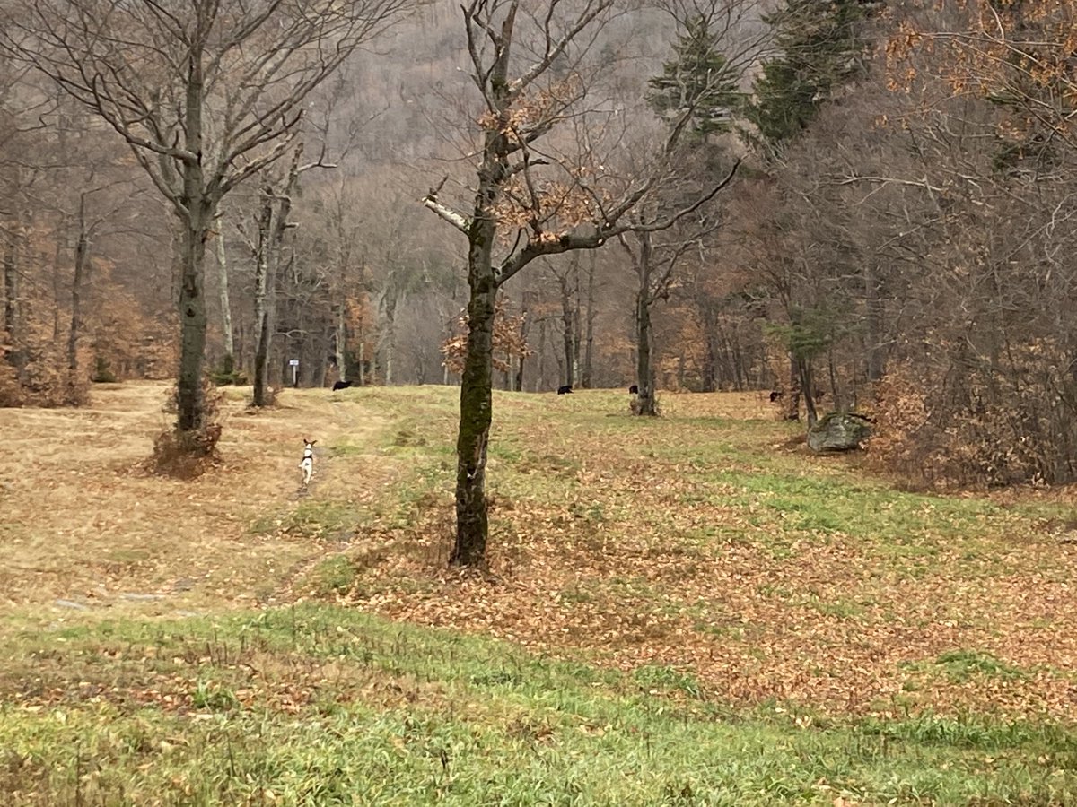 ZachAbuza's tweet photo. Happiness is a hound and 5 black bear. #LookAtThoseEars https://t.co/4f3OM1Unc9