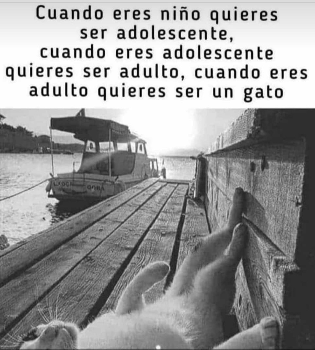 jorgemariozv's tweet photo. Quiero ser un gato 🐱... y viajar en primera clase 🛫🥂. Y tener una linda corbatita roja 👔

#QuieroSerMiGato #GatosalPoder #GatosArdientes #GatoAventuras @policracker https://t.co/xqkhsUcXE5