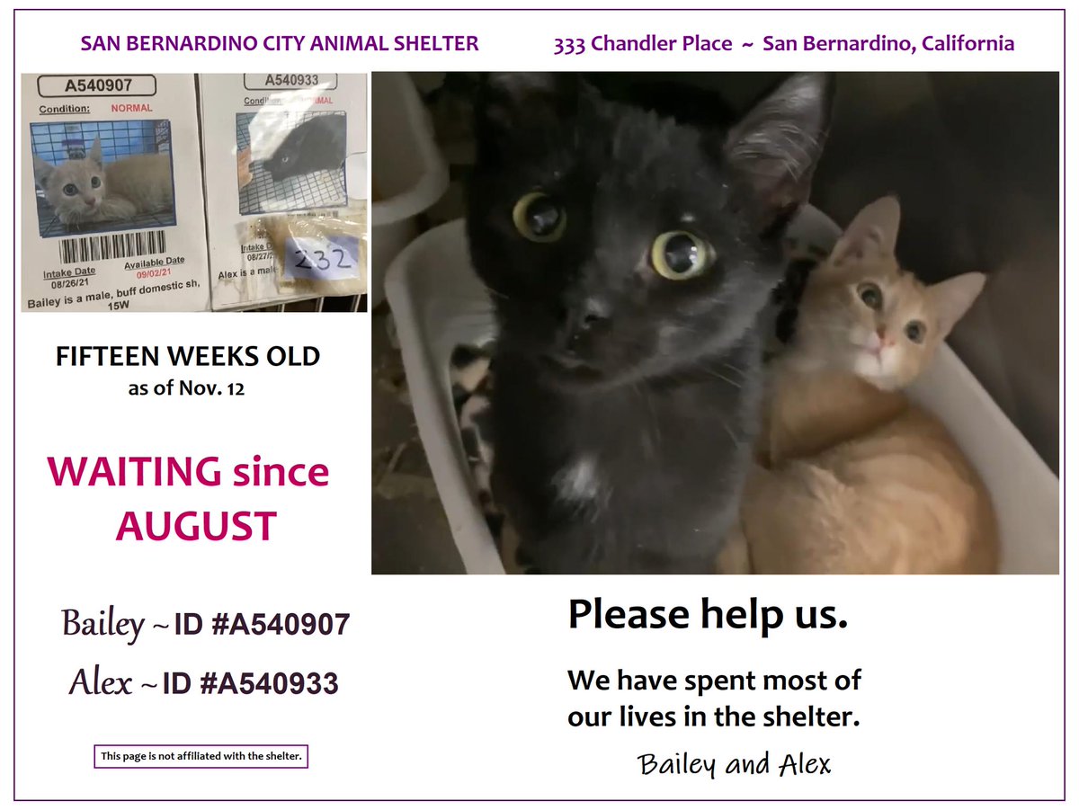 Peter Askin tweet media