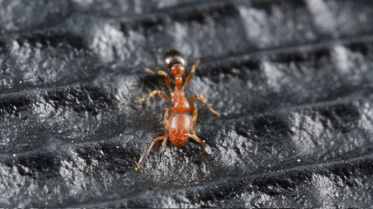 ChouvencL's tweet photo. I had another encounter with what seems to be a Cardiocondyla sp.  I am still ensure about the species ID, although I would speculate about C. Obscurior. If anyone has a better take on it, i would love to put a name on that cutie . https://t.co/CgqPfVXY34