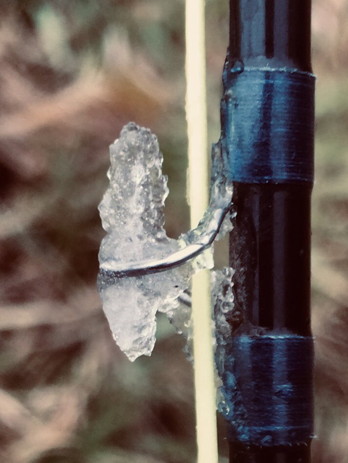 PBWeiss's tweet image. First ice on guides today. Fishing Root.  Only one decent brown. Water up a bit and maybe 42 degrees.