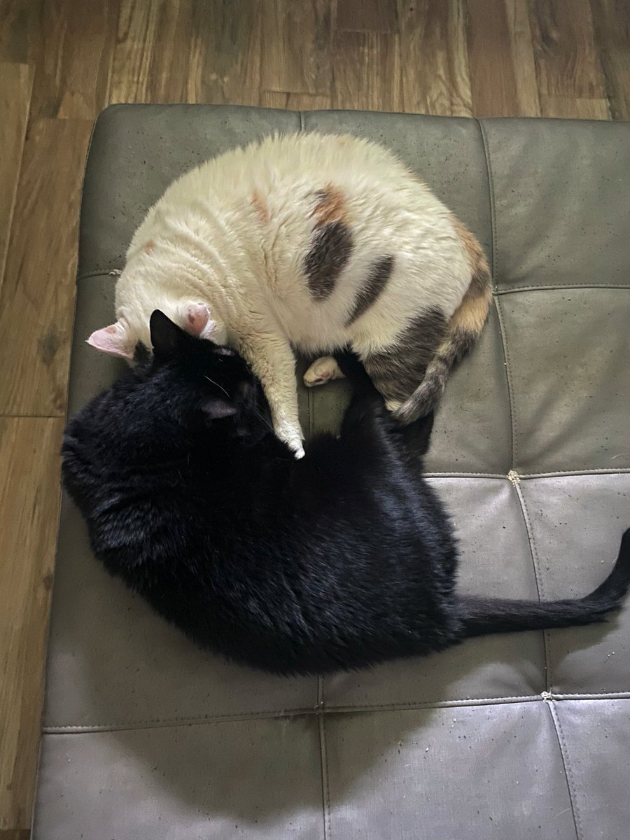 AshleyJane144's tweet photo. What a lazy, #cuddly #Caturday https://t.co/UYpSPmKo59
