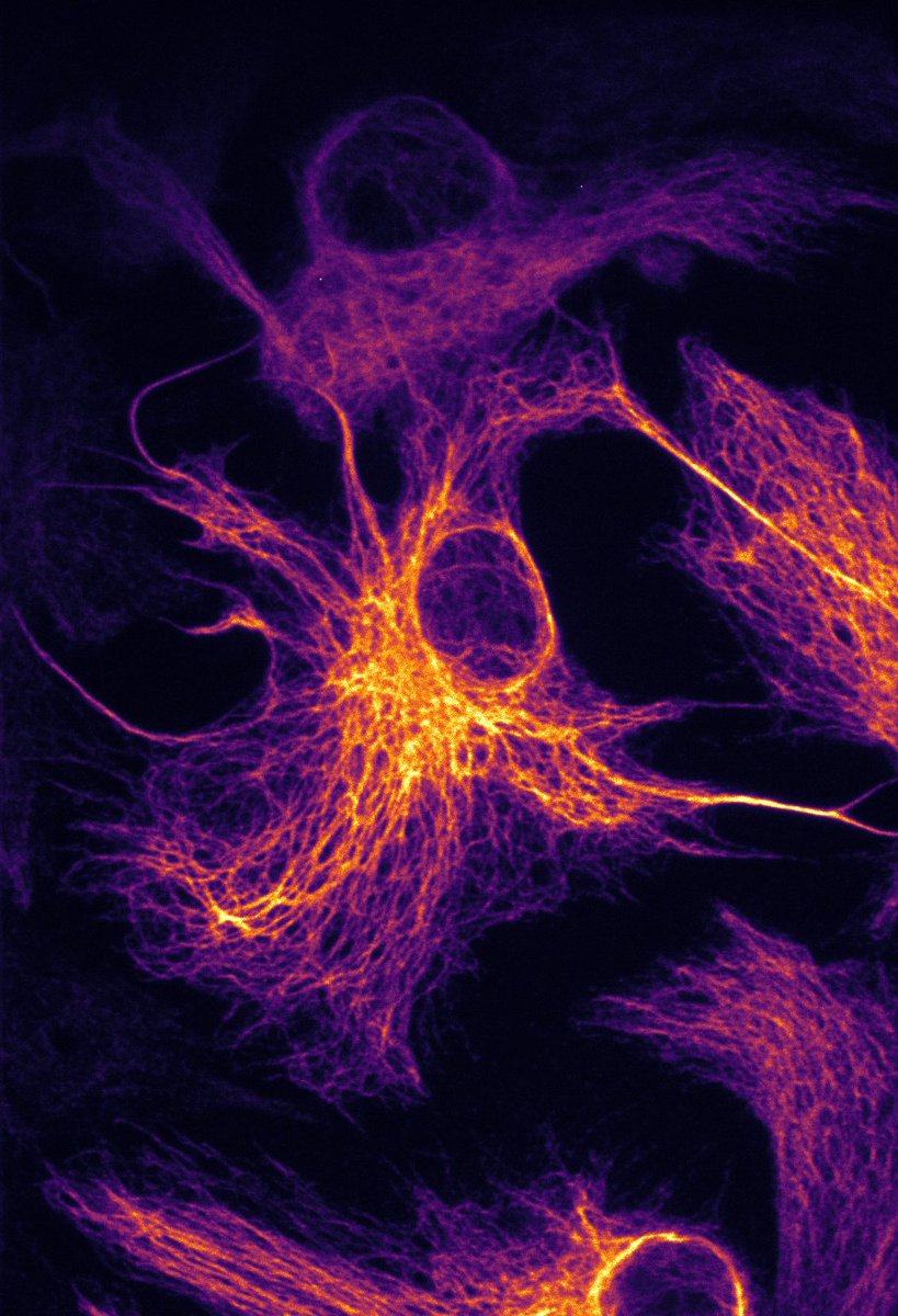 Imaged my first surviving glial prep 🤩

#gliadelphia here I come?!?!