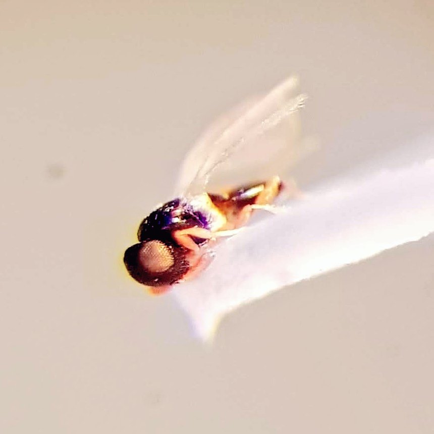 PaoloViscardi's tweet photo. Day 13 of #Museum30 it's #SomethingTiny.
Natural history collections contain a lot of tiny things. In the @DublinDeadZoo we have type specimens of parasitic wasps less than 1mm long, but which still contain a huge amount of information for researchers working on taxonomy. https://t.co/l8MFX0wN75