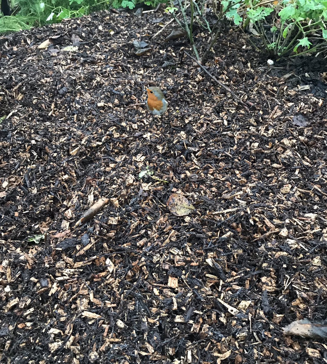 Siobhan_ODowd's tweet image. Beginning to make a dent in this pile: some broadcasting before digging in. 50 bulbs later, time to gather up the tools and mulch. Wee Robbie has grown a lot &amp;amp; now supervises us intently, especially when bit of unearthing going on. #NovemberDays