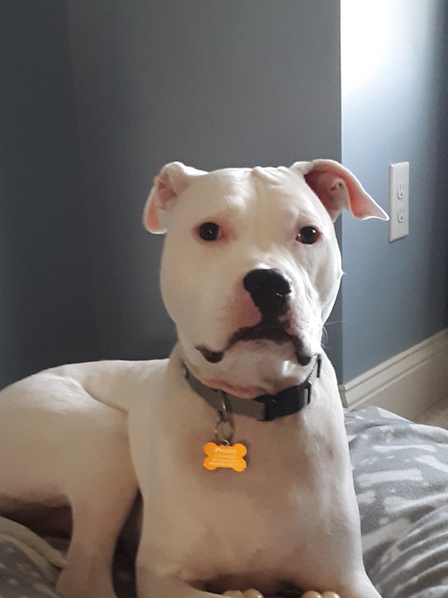 Chewythewookie1's tweet photo. Is it to late to #ValidateUs 
#DogsMakeEverythingBetter
#Twitchy
#Fredo
#Chewy
#George
#ValidateMyDog https://t.co/9rWA7mW4a4