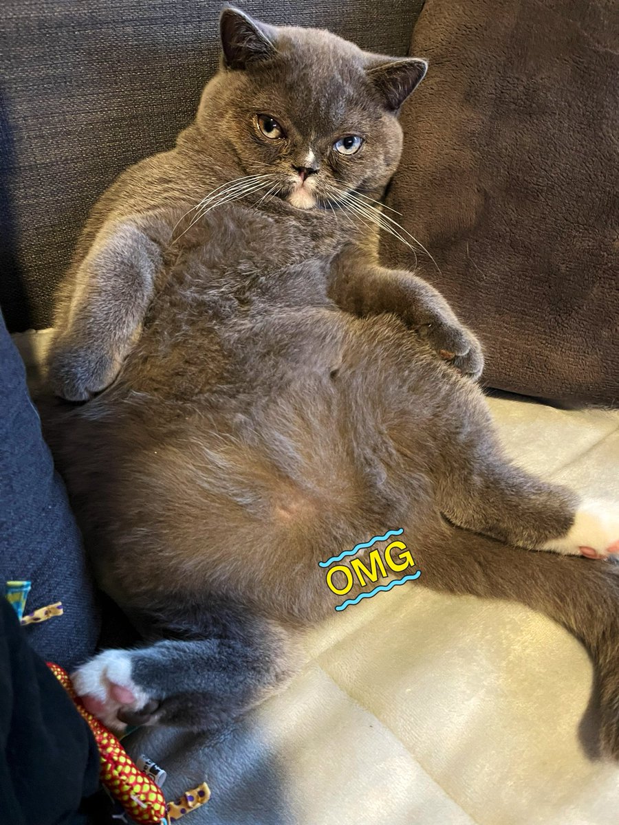 IamTopazBlu's tweet photo. When mom says I’m starting to look like #DadGuy……
#WheresTheRemote #AndMyBeer #DontForgetTheSocks #AndSnacks #Caturday #CatsOfTwitter #cats #cat #scottishfold #kitten #kittens #kittensoftwitter #Boston #Cat #CatsLovers #catstagram #CatsAreWild #Boston #britishshorthair https://t.co/v1LNLuOiR1