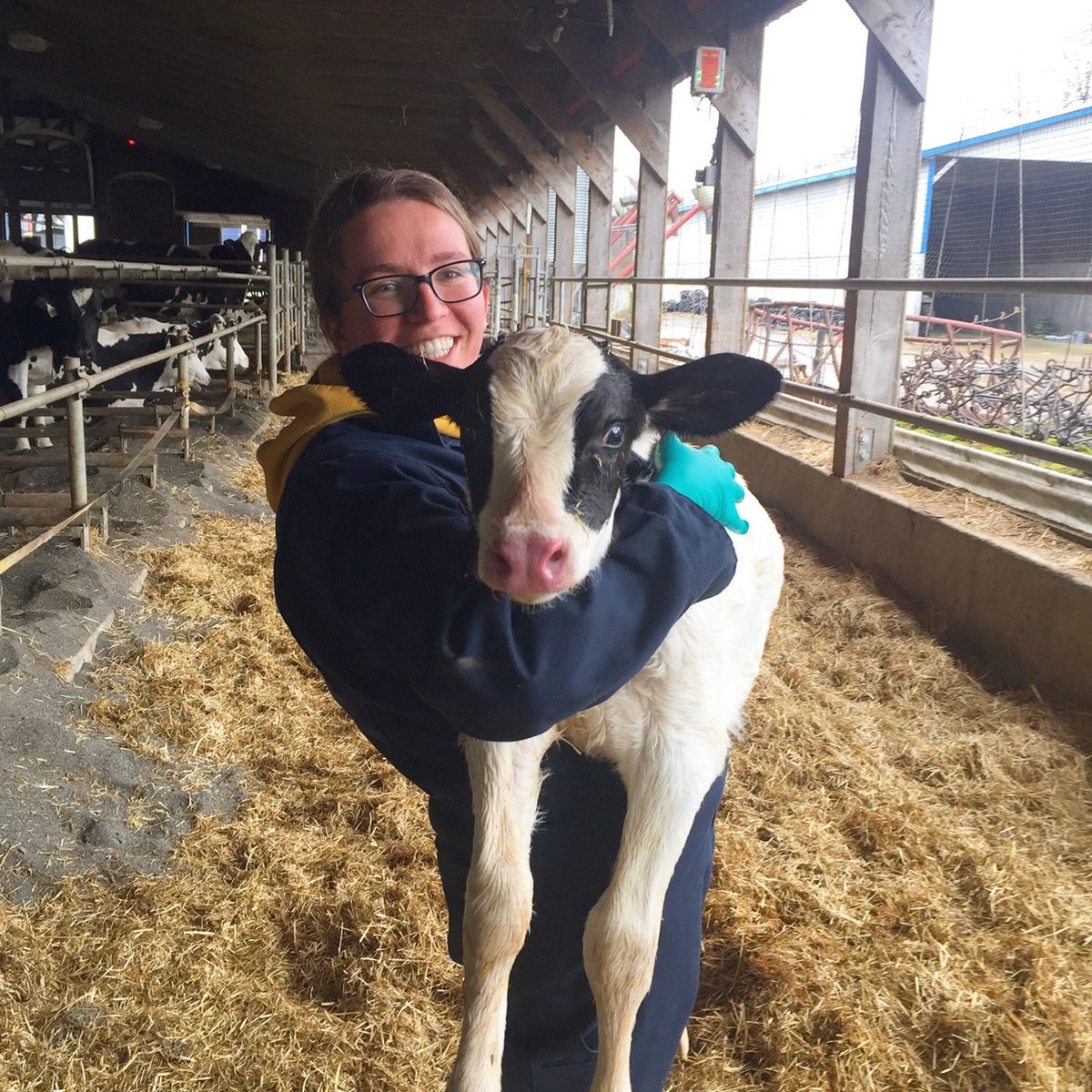 ubcAWP's tweet photo. A recent interview-based study conducted by MSc student @elizabeth_moos investigated the views of Western Canadian dairy producers on calf rearing, focusing on calf weaning. The study focused on farmer perspectives and was recently accepted into @jdairyscience. #haraweek https://t.co/5hEGG2nIwX