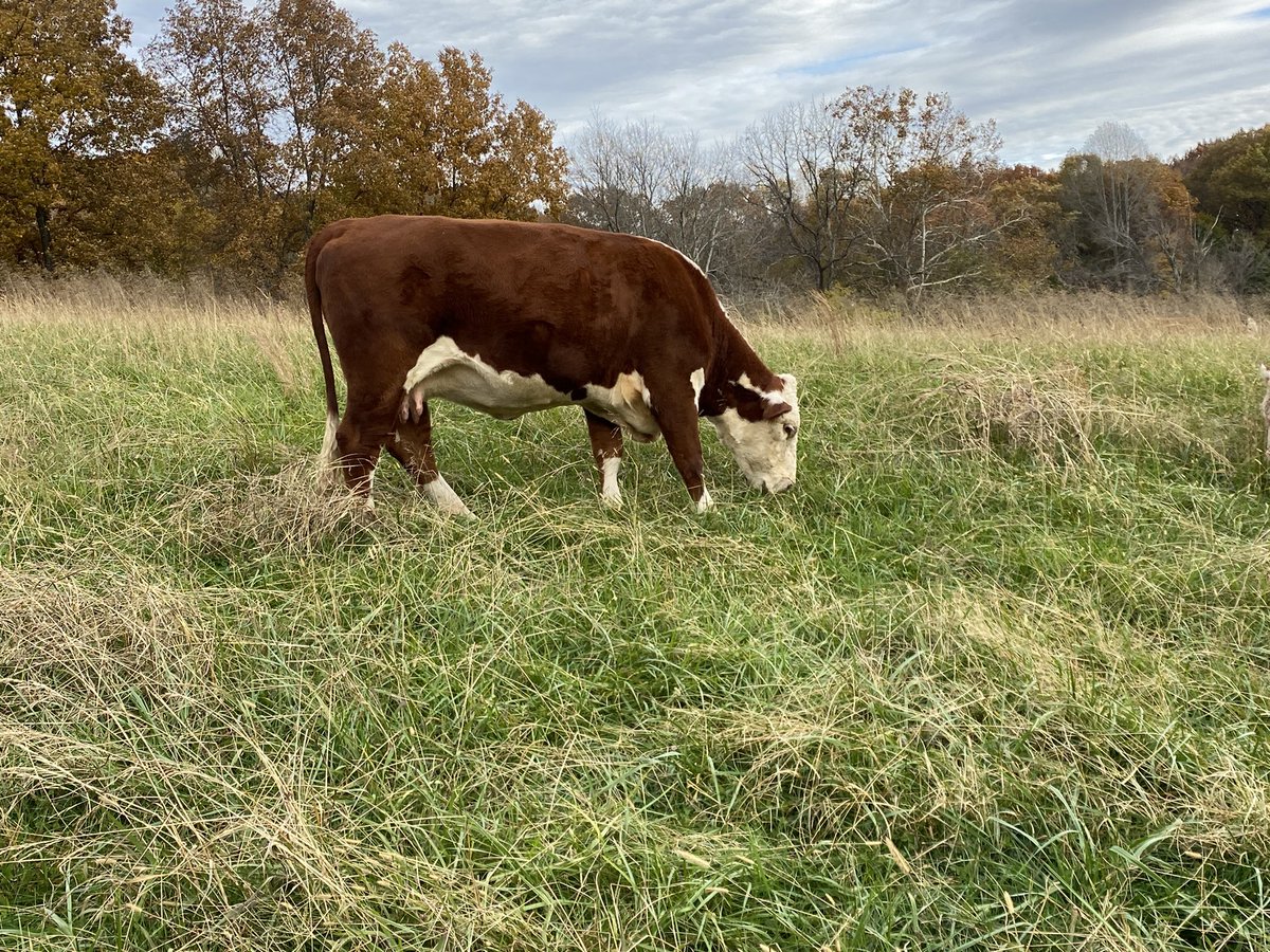 morganpldhrfd's tweet photo. Sights of fall, ya’ll. https://t.co/uFVAwI44g0