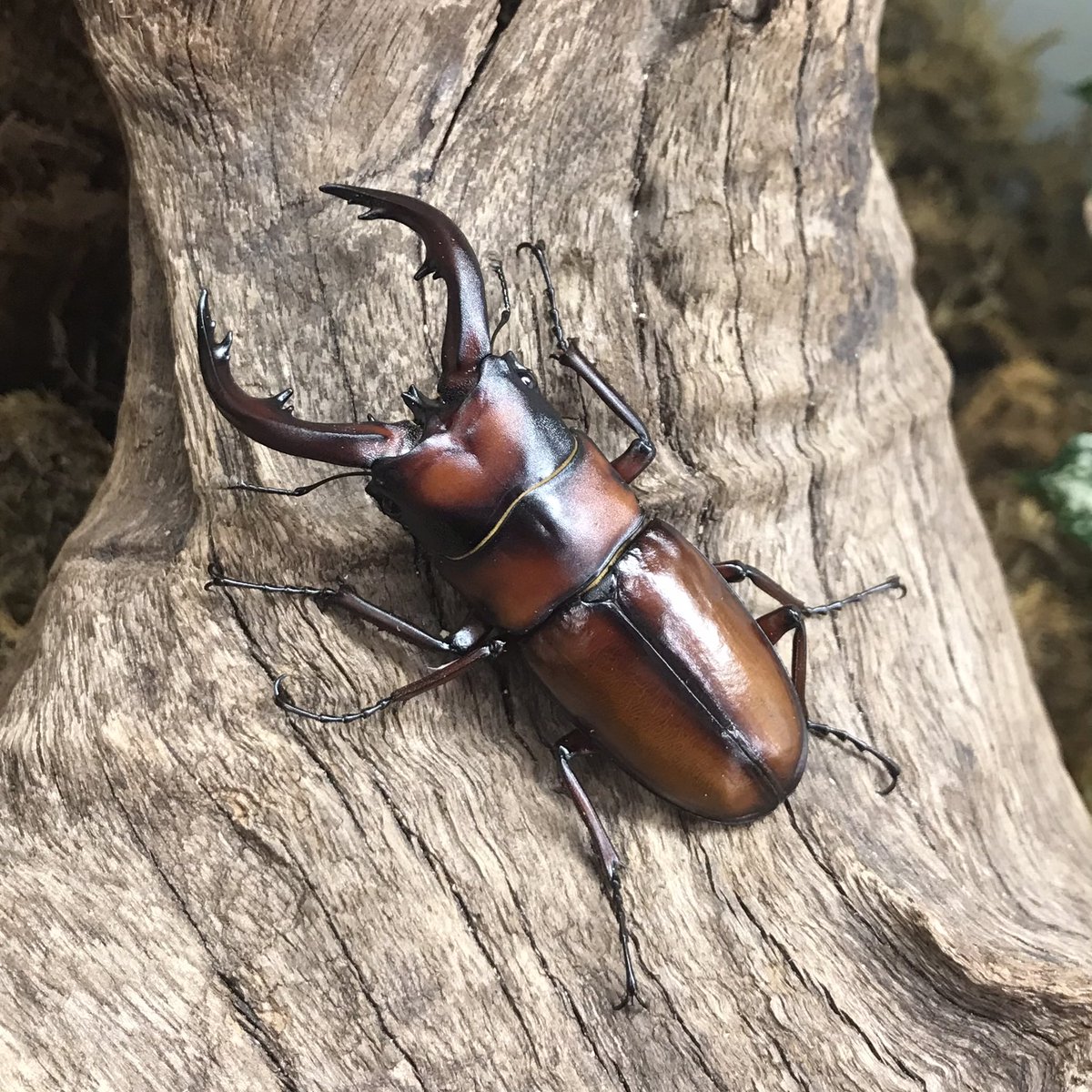 ランバージャック横浜店 Lbjkhomac Twitter