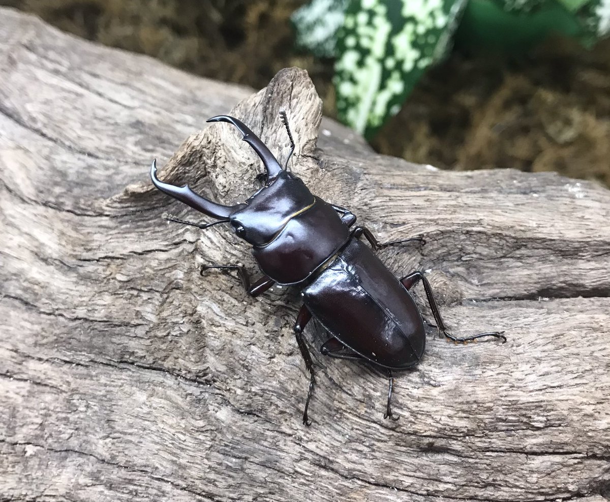 ランバージャック横浜店 Lbjkhomac Twitter