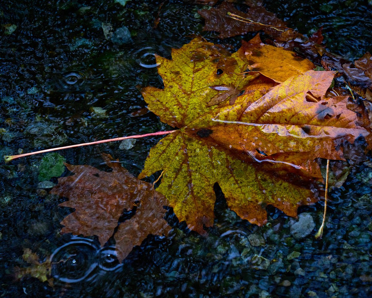 wolfnowl's tweet photo. Rain Forest

#photo #photography #PortAlberni #CathedralGrove #rain #forest #bigleafmaple #leaves  #BC #BritishColumbia https://t.co/u8F2178ecp