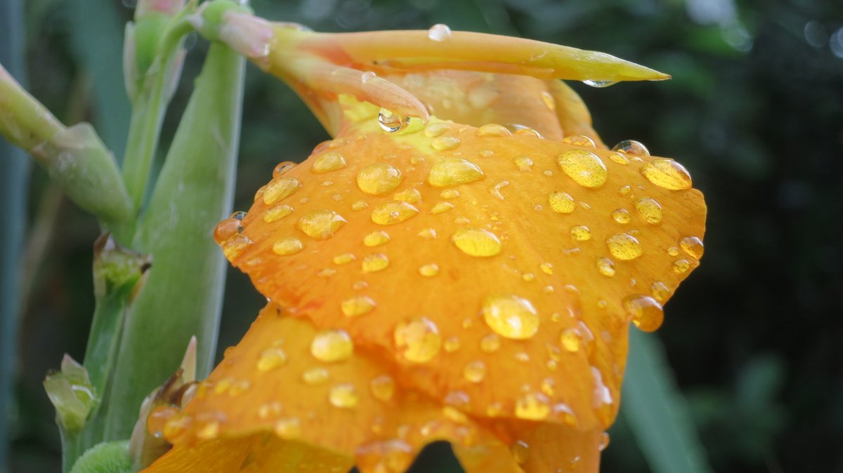 Champwaru's tweet photo. "Drops on Canvas"  @CanonMEA shot on Canon Powershot S100 #Canon #PhotoOfTheDay https://t.co/fMFROQe729