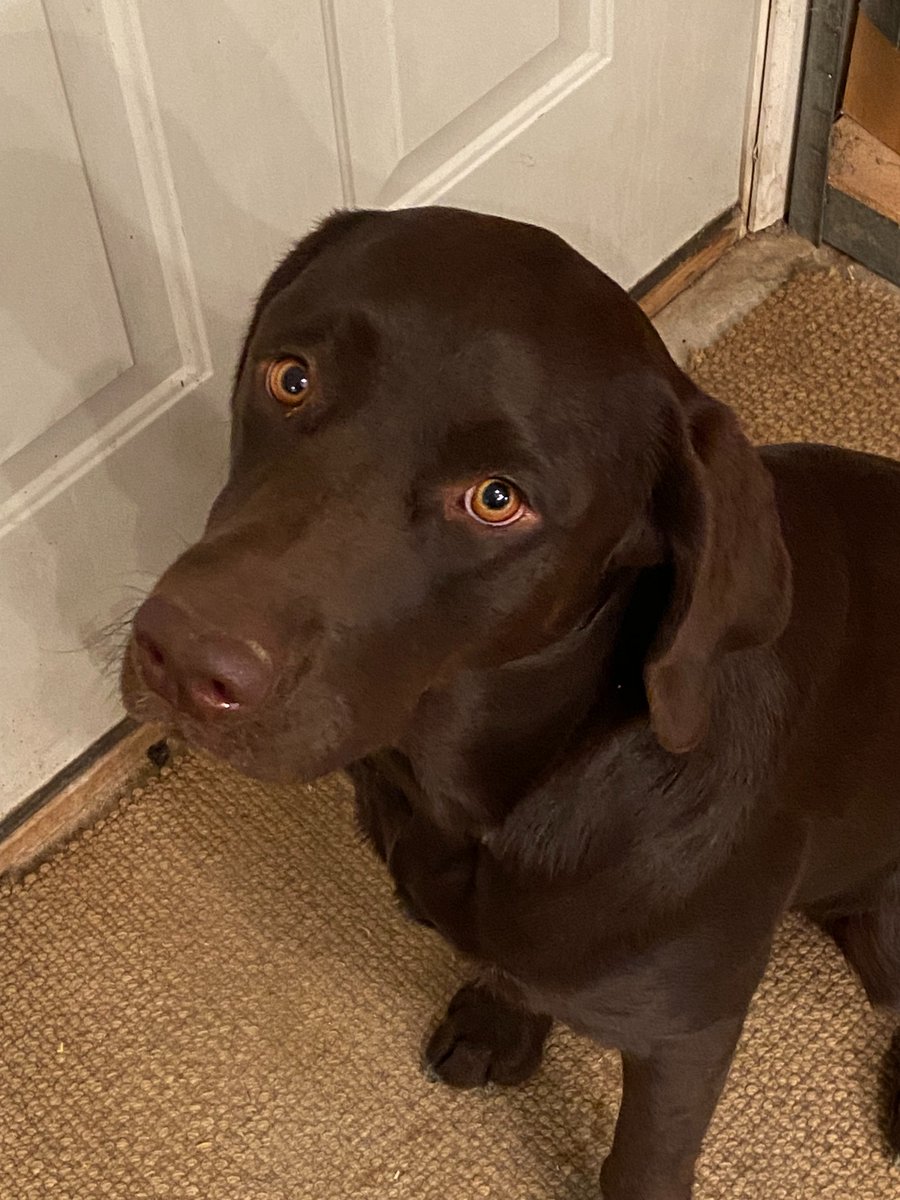 BrodieLayne11's tweet photo. I was just outside with Mom and it's pitch black.  I darted into the brush and Mom heard "hooves" 🦌.  She called me and I immediately came back.  I listen good.  I trust my Mom. 🐶😳🥰 https://t.co/T0N76rGNni