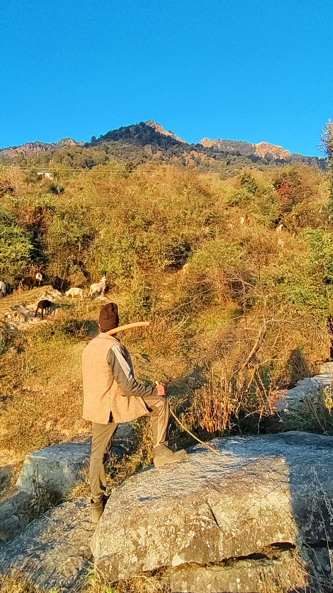 shepherdsofhim's tweet photo. Walking with transhumance #Shepherds in the Himalayas as they descending to their respective villages for winter. Learning from their wisdom with lots of #ancedotes

#ShepherdsofHimalayas #Uttarakhand #migration #Pastoralism #Winteriscoming #Himalaya #mountain #Explore https://t.co/eRSBDVzNwf