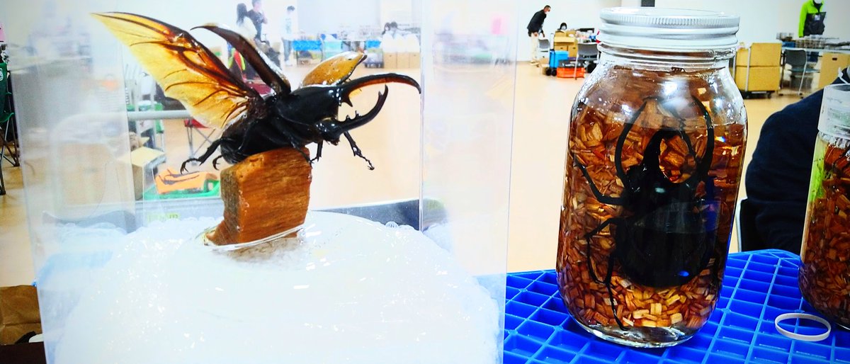 konchu_lock's tweet photo. 昆虫ロックは直接塗るコーティングタイプと、容器内に充填して硬めるソフトタイプの2種類です😀
コーティングタイプは飛翔時の姿など、ダイナミックな構図で標本を作製できちゃいます🥰💯
ブースでも展示作品が大好評です！是非1度ご覧になってください！

INSECT DISCOVERY 2021 https://t.co/xiTMGFs2bO