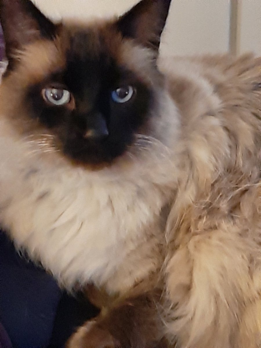 Deedenice's tweet photo. @nathaliejacoby1 My boy Smokey 14 yrs.old couldn't ask for a better!🥰 https://t.co/l9SIxqAdYG