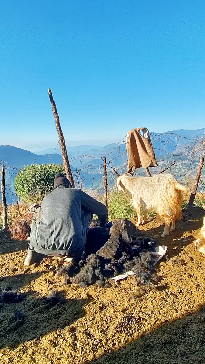 shepherdsofhim's tweet photo. Walking with transhumance #Shepherds in the Himalayas as they descending to their respective villages for winter. Learning from their wisdom with lots of #ancedotes

#ShepherdsofHimalayas #Uttarakhand #migration #Pastoralism #Winteriscoming #Himalaya #mountain #Explore https://t.co/eRSBDVzNwf