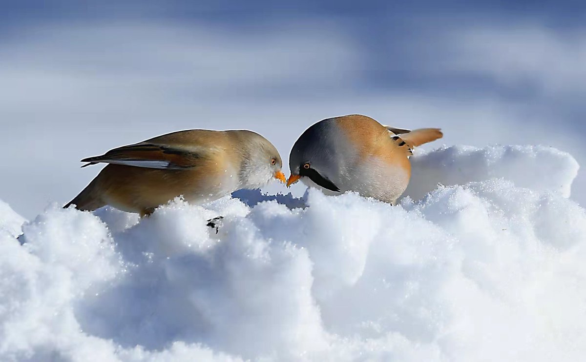 CGTNOfficial's tweet photo. Beautiful moments of bearded reedlings playing in the snow https://t.co/BUtL7k3db2 https://t.co/mBEzyNYfpW