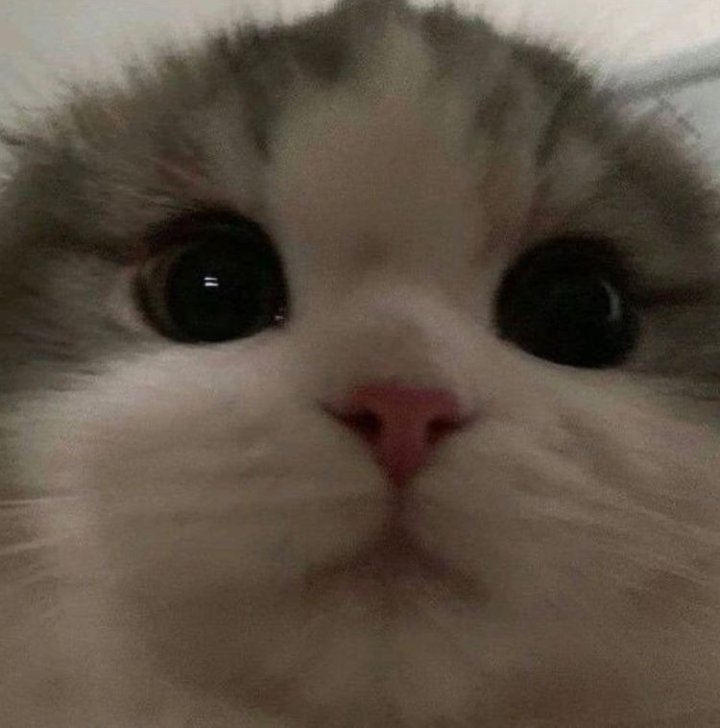 Ioveuspace's tweet photo. 😼 https://t.co/kk2rKeHagQ