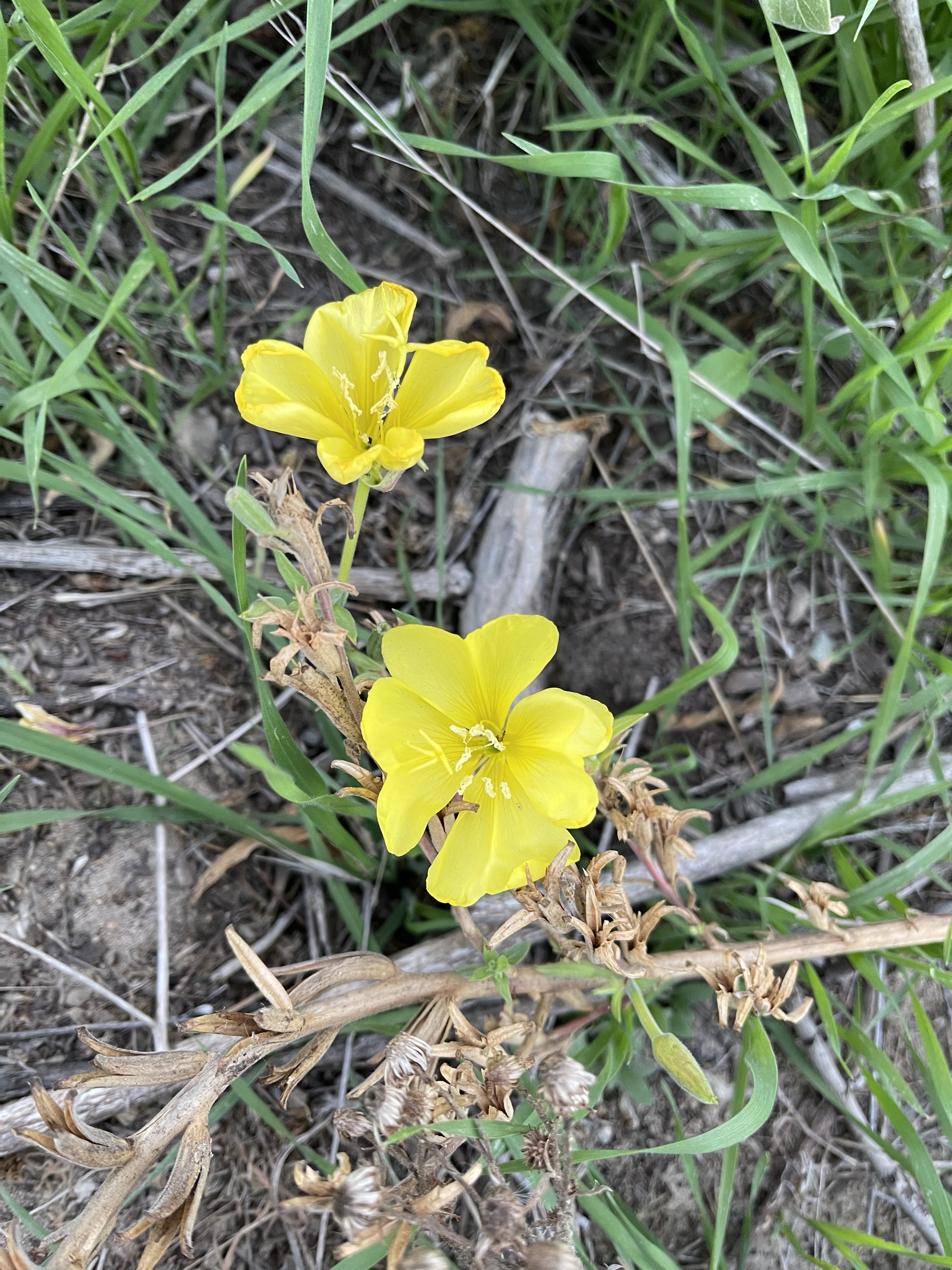 方舟子在twitter 上 今日所见野花 加州阿道夫花 California Adolphia 虎克月见草 Hooker S Evening Primrose 加州紫菀 California Aster 星辰花 Blue Statice T Co Inmgqzeg9r Twitter