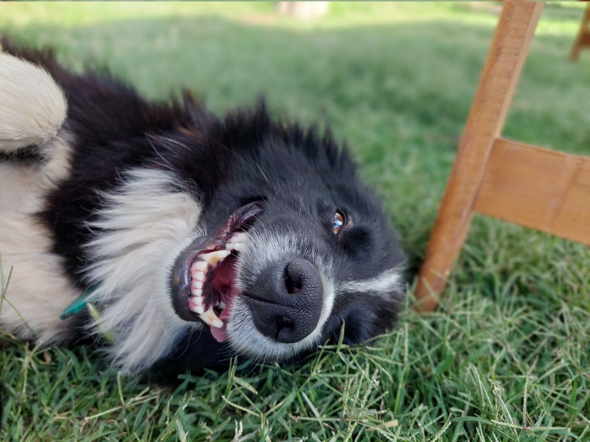 JonathanWeymann's tweet photo. Hola vengo a presumir a mi perro https://t.co/MYHnlHirAx