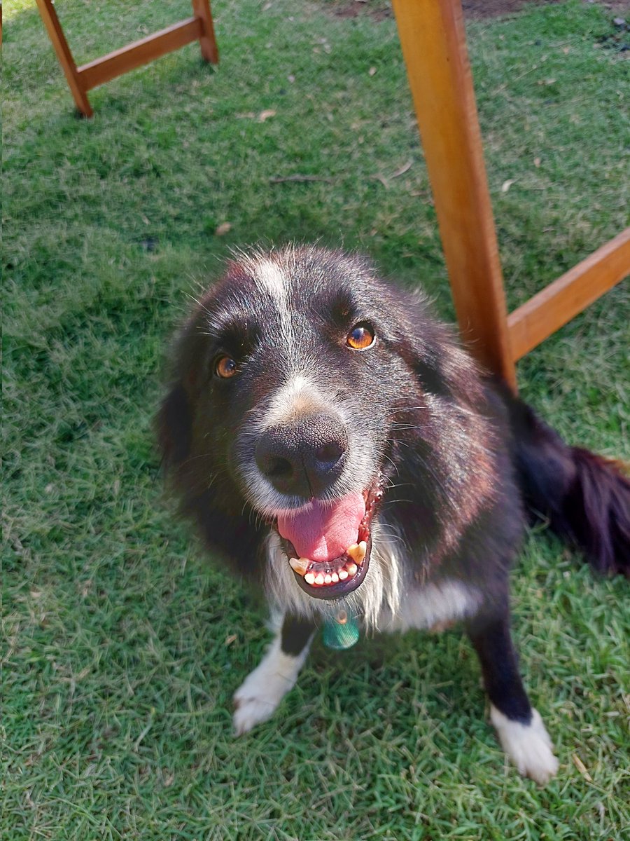 JonathanWeymann's tweet photo. Hola vengo a presumir a mi perro https://t.co/MYHnlHirAx