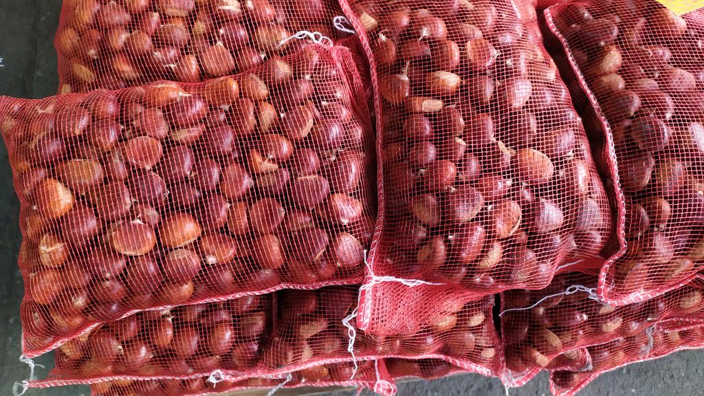 #castagne #Chestnuts #marroni #monteamiata #amiata 🌰