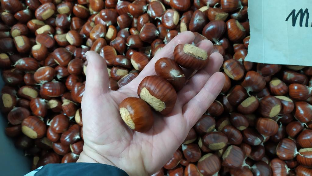 #castagne #marronbuono #Chestnuts #marroni #monteamiata #amiata 🌰