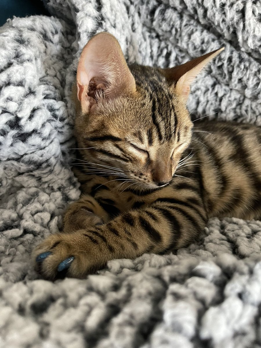 it is…

…sleep time
#CatsOfTwitter