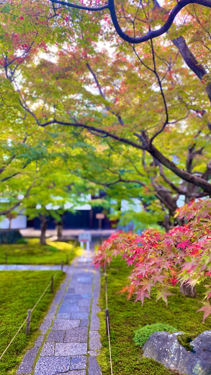 大徳寺 Twitter Search Twitter