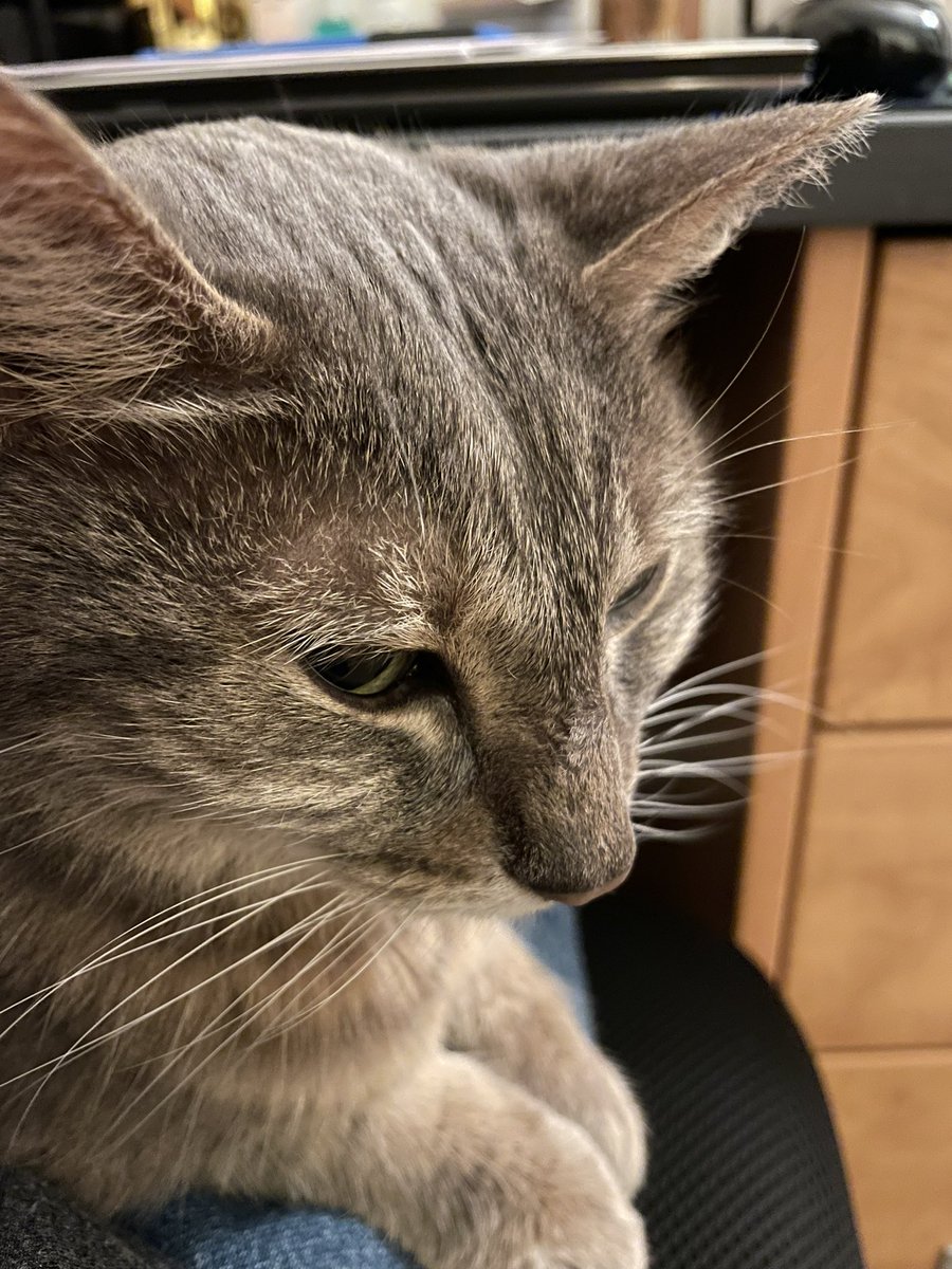 planetdimash's tweet photo. roommates are gone for the weekend so I’m just blasting dimash and vibing with my roommate’s cat while I do my hw https://t.co/abE7CM4qvx