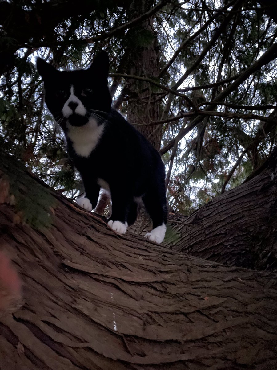 mone_sheila's tweet photo. This is Mango relaxing after an eventful start to the day, which involved Mr Kennedy and Ms Mone rescuing him from a tree in the garden #laddertraining. Guess what he was chasing? @Habsmonmouth @MonBoysPrep 🐿 🦅 🌳 🐈 @CatsProtection https://t.co/dwkrNrPGnh