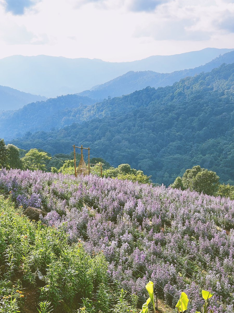 ภูชี้ฟ้า...11/11/64
#ReviewThailand #amazingthailand #ภูชี้ฟ้า