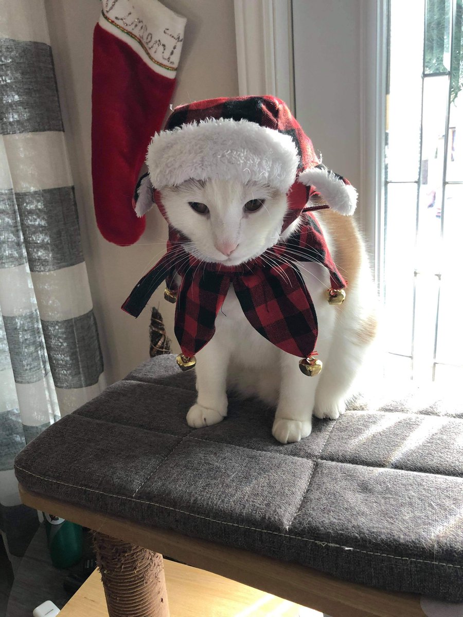 apolovince's tweet photo. @KYR_SP33DY  my Christmas cat from mrvinceqc https://t.co/R7rMtV6b0D