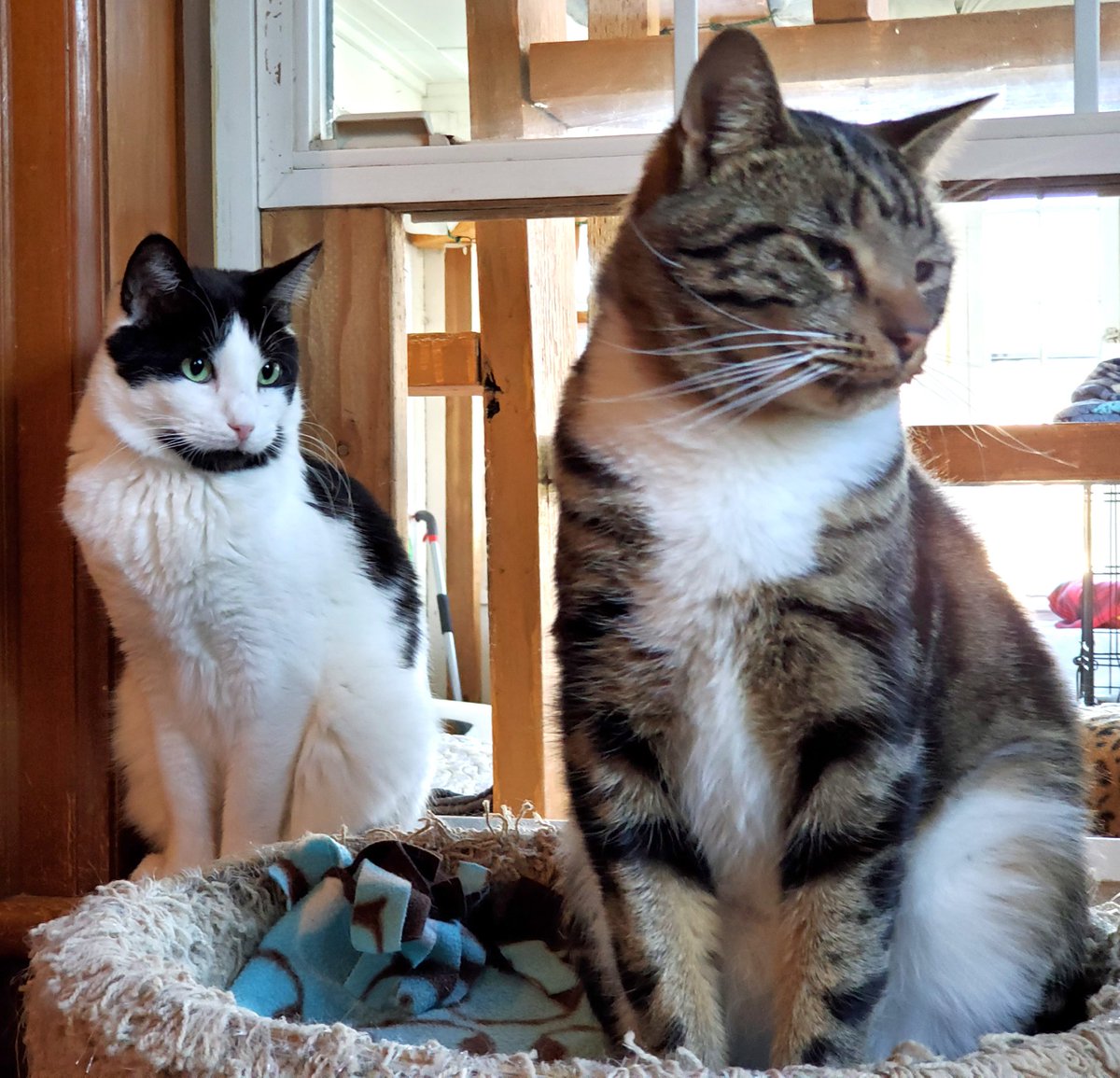 petsalive's tweet photo. Stripes decided his friend Rorschach could be his shadow and learn from the best for #WorldKindnessDay! Go, Rorschach!
Adoption App: https://t.co/u97zHvKrlt
#QuickLearner #Models #ModelCats #CanIGetACloseup #GetOurGoodSide #AdoptMe #Adopt #Rescue https://t.co/LiIYpADg59