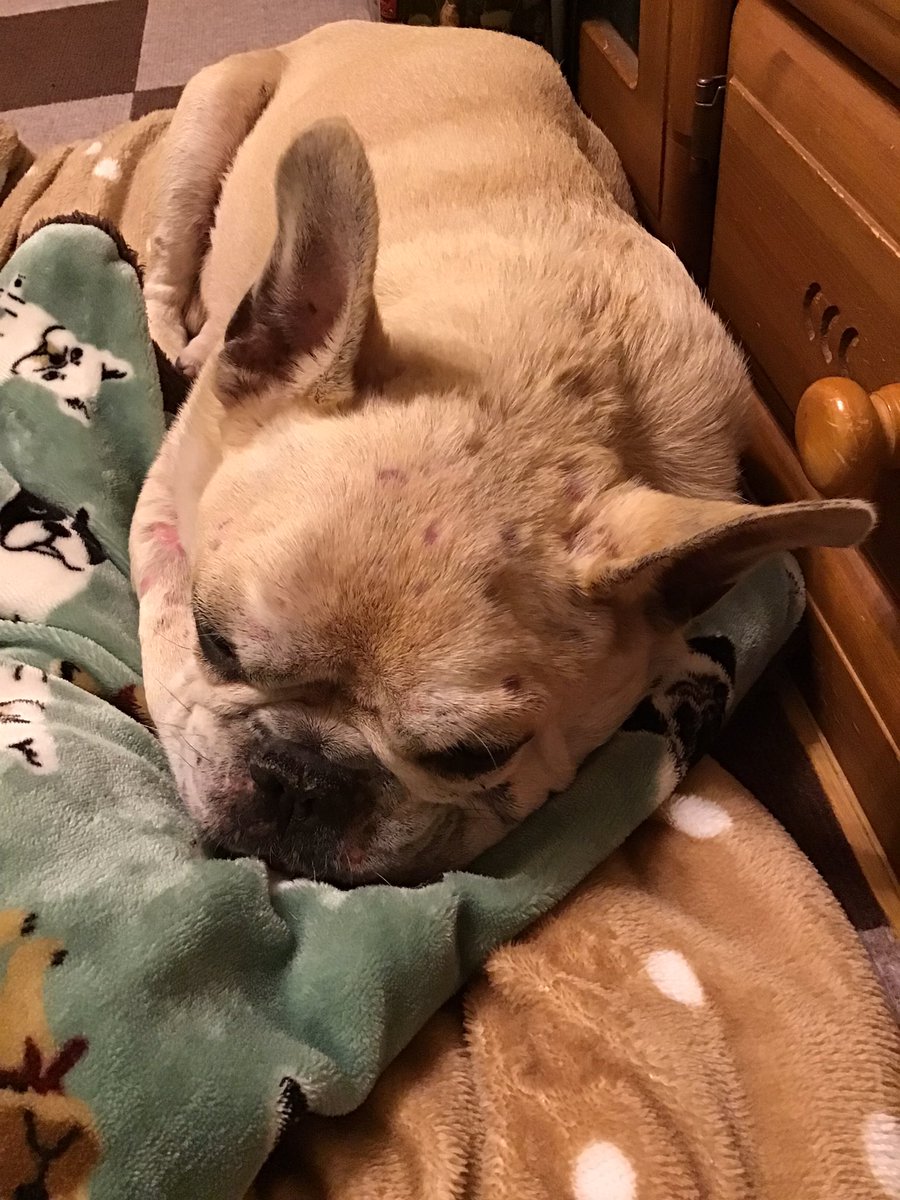 KohHosoda's tweet photo. 逝ってから丸4日。まだ朝起きたら「散歩いかなければ」と思う #GoodByePascal https://t.co/VfGH0K0jTV