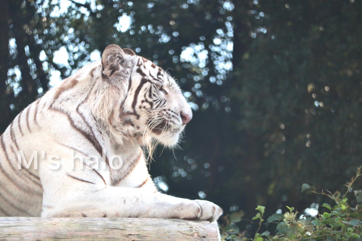 M S Halo Arts 写真ac ホワイトタイガーの写真無料で使えます T Co 9wzstoazid Freebieacより 写真 写真素材 フリー素材 写真ac 動物 動物好き 動物写真 ホワイトタイガー トラ 虎 寅年 22年 寅 動物 動物好き 動物園