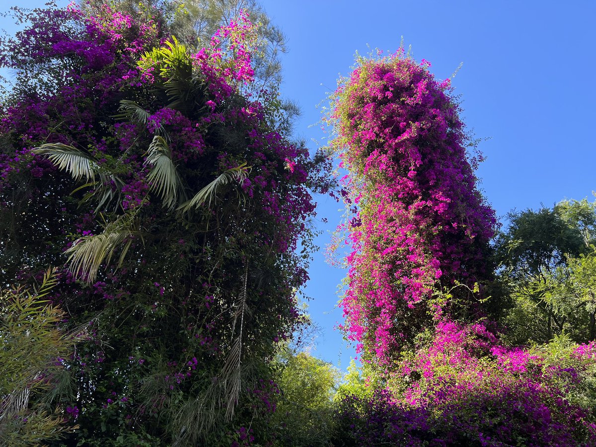 ross1ross's tweet image. Great colour on a Sunday morning run #Jacaranda #sydneyspring