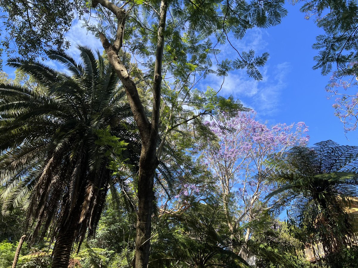 ross1ross's tweet image. Great colour on a Sunday morning run #Jacaranda #sydneyspring