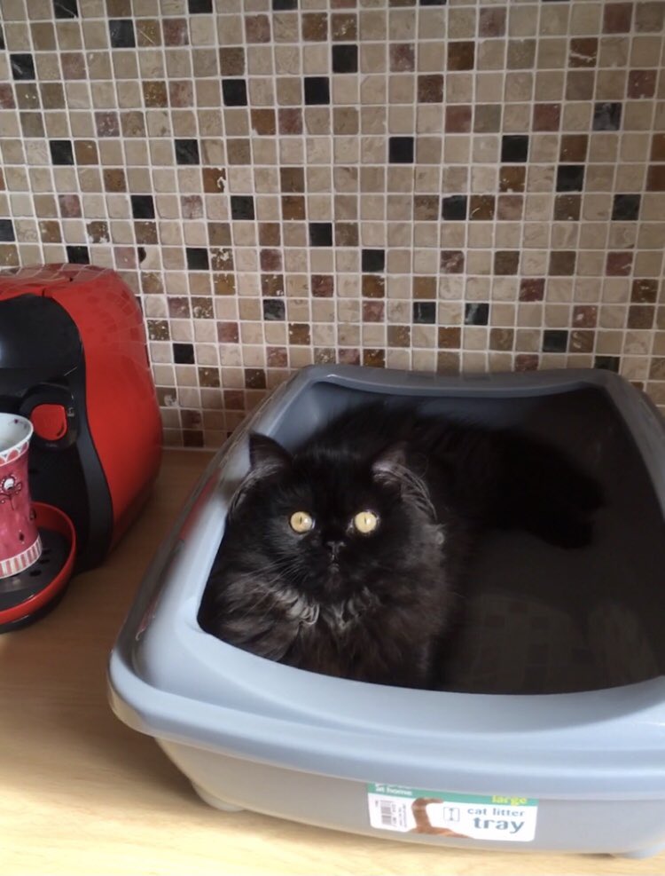 DomainDoris's tweet photo. @HeyJudeHobson @MunchPudding @JellyOzzy Kitchen hygiene is a very serious matter! #worktopsitin #CatsOnKitchenCounters ๐น๐น https://t.co/9lPlCaZ6bk