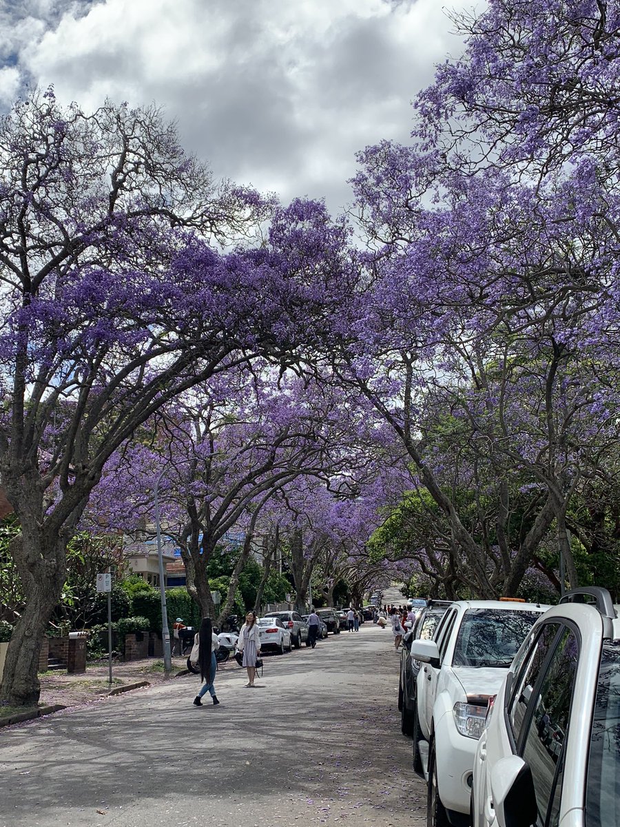 Khyati0209's tweet image. Sydney, you beauty! 💜
#Jacaranda #SydneySpring