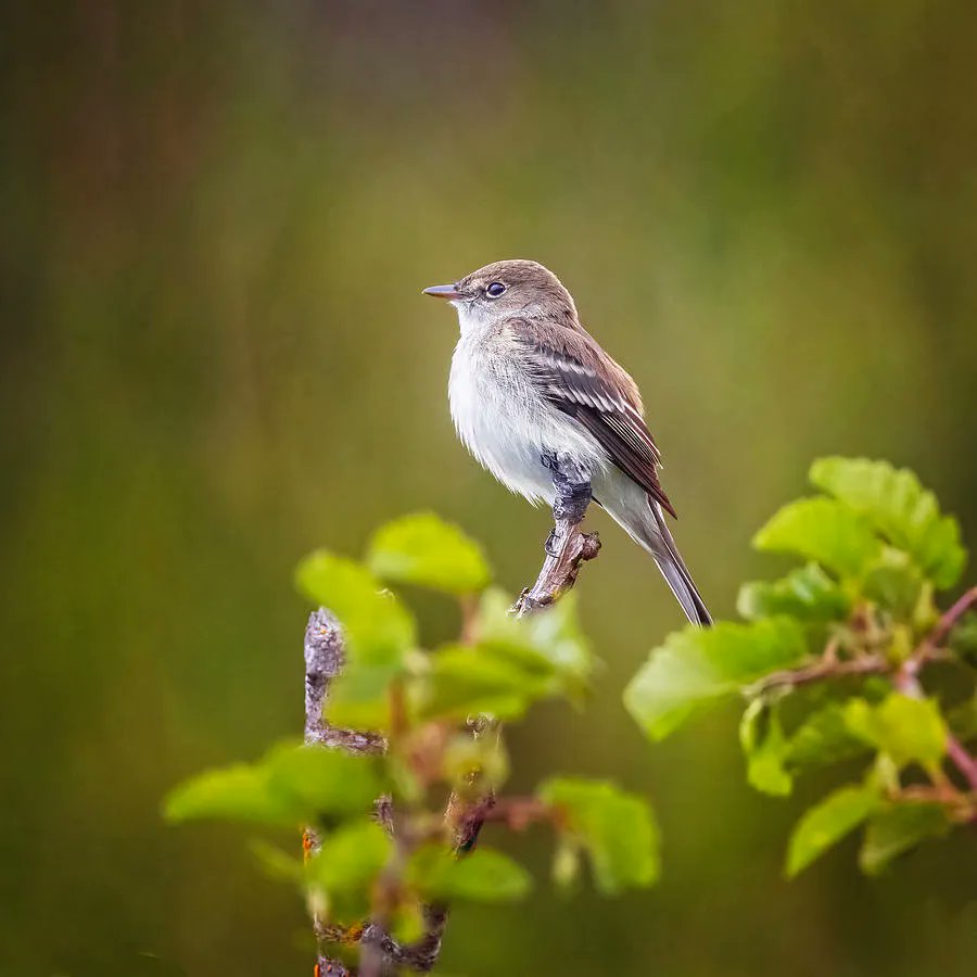 joancarroll's tweet photo. Flycatcher! https://t.co/7RADaDBqdv #bird #flycatcher #wildlife #alaska #pottermarsh #textures @joancarroll https://t.co/DKUBqPRLw5