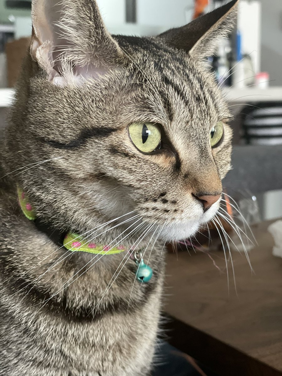 necoco033's tweet photo. テツコとゆっくりした朝です。

＃cat #ねこのいる暮らし
＃保護ねこ ＃テツコ ＃うちのねこ https://t.co/fr8Nge3SJ0