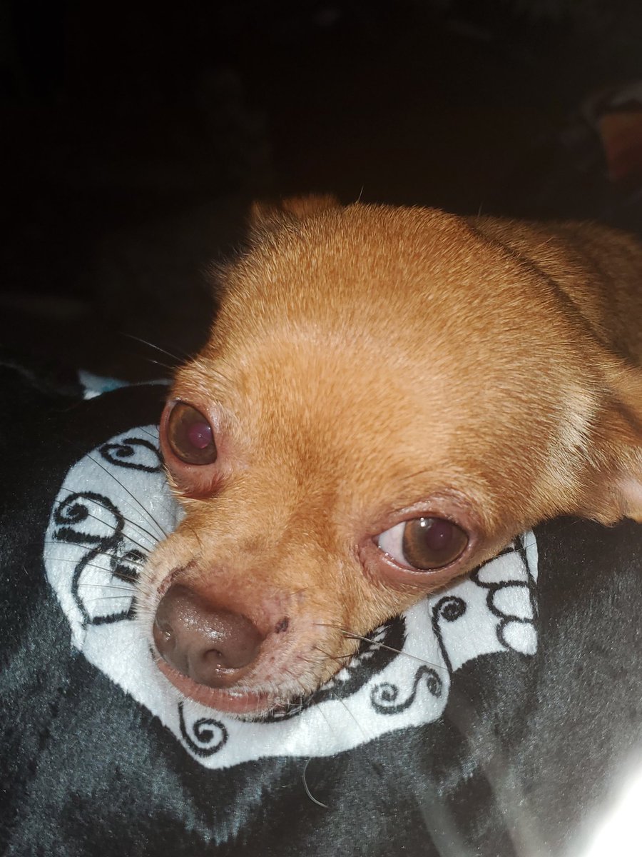 DocMaus625's tweet photo. He's just the sweetest little shit when he wants to be #scanlanshorthalt #scanman #Chihuahua https://t.co/uSrktmd89d